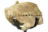 Hadrosaur (Edmontosaurus) Jaw Section with Teeth - Wyoming #377658-5